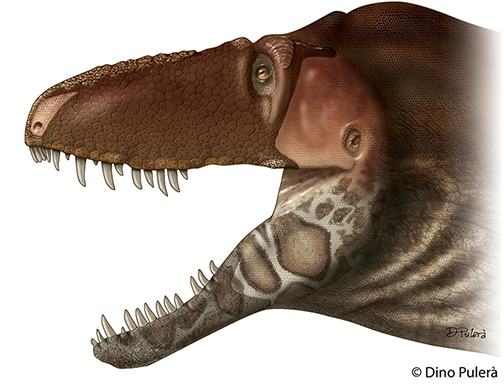 Daspletosaurus horneri